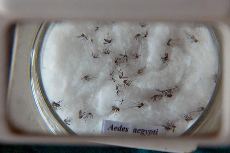 aedes_aegypti